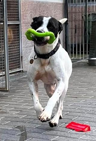 BLACK GENTILCANE Foto 2